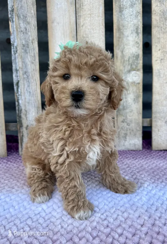Tally – Poochon puppy for sale in Mabel, MN