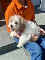 Cooper, a male Cavachon for sale in Mabel, MN – 1 of 1