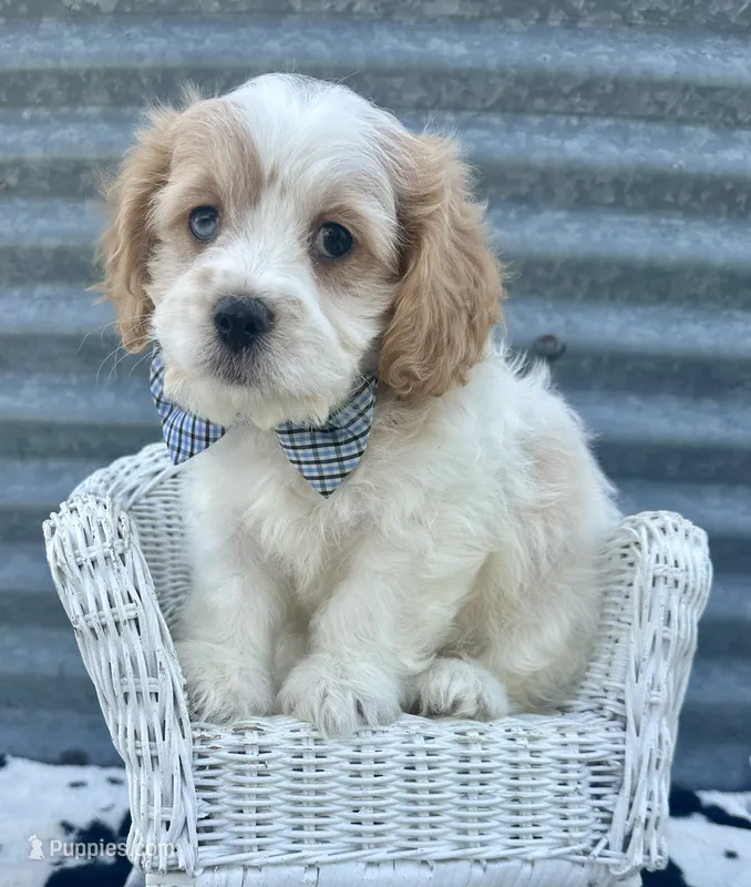 Blue – Cavachon puppy for sale in Mabel, MN
