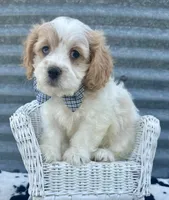 Blue, a male Cavachon for sale in Mabel, MN – 1 of 1