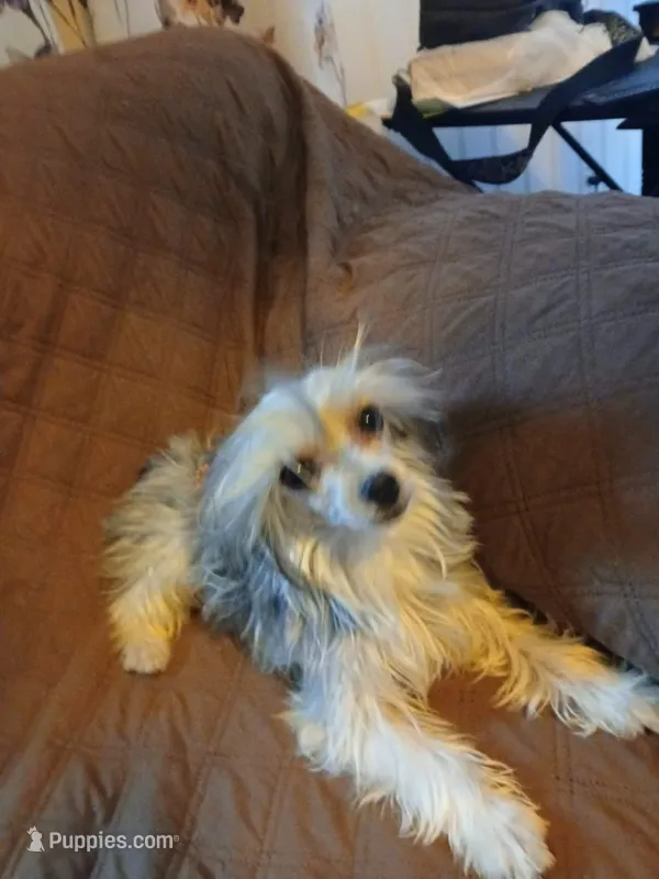 Rocki 5lb intact – Yorkshire Terrier puppy for sale in Mount Vernon, MO