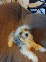 Rocki 5lb intact , a male Yorkshire Terrier for sale in Mount Vernon, MO – 2 of 4