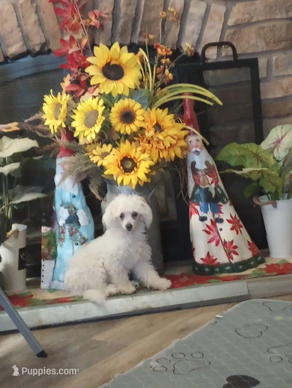 Misty – Maltipoo puppy for sale in Mount Vernon, MO