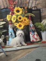 Misty, a female Maltipoo for sale in Mount Vernon, MO – 1 of 1