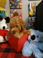 Douglas, a male Maltipoo for sale in Mount Vernon, MO – 2 of 5