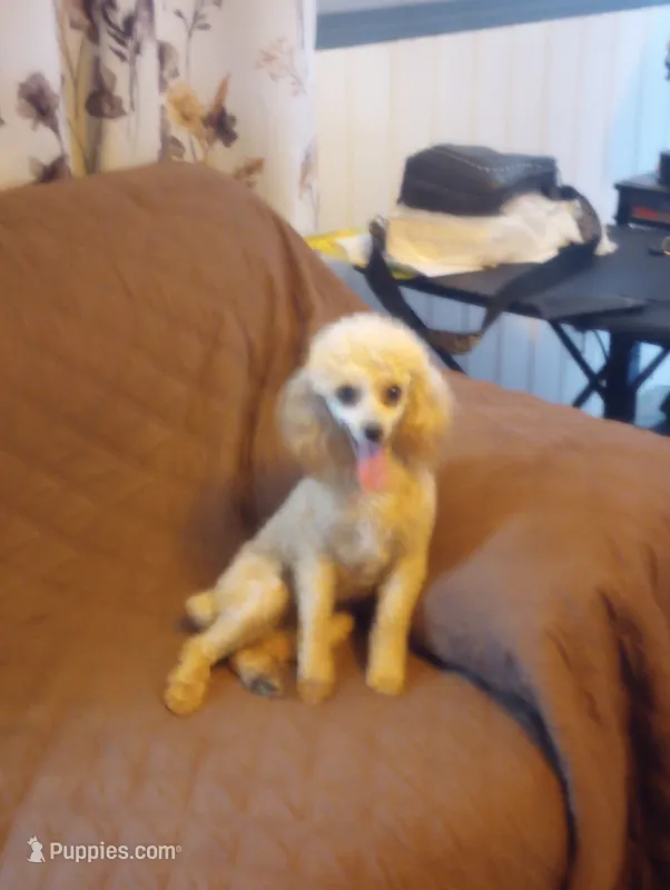 Gracie AKC 6lbs. – Poodle - Toy  puppy for sale in Mount Vernon, MO