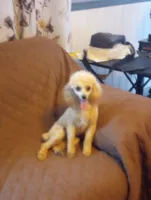 Gracie AKC 6lbs., a female Poodle - Toy  for sale in Mount Vernon, MO – 1 of 4