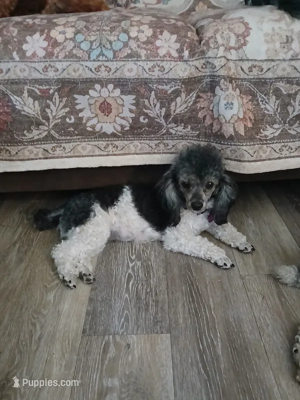 Sassy  companion home – Poodle - Toy  puppy for sale in Mount Vernon, MO
