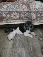 Sassy  companion home, a female Poodle - Toy  for sale in Mount Vernon, MO – 1 of 3