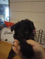 Morkiepoo, a male Morkie for sale in Mount Vernon, MO – 2 of 3