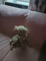 Gracie AKC 6lbs., a female Poodle - Toy  for sale in Mount Vernon, MO – 3 of 4