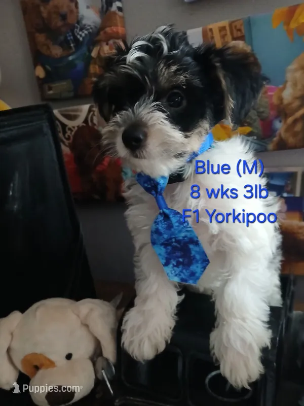 Blue – Yorkipoo puppy for sale in Mount Vernon, MO