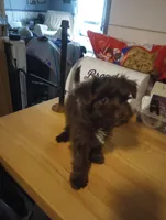 Morkiepoo, a male Morkie for sale in Mount Vernon, MO – 2 of 2