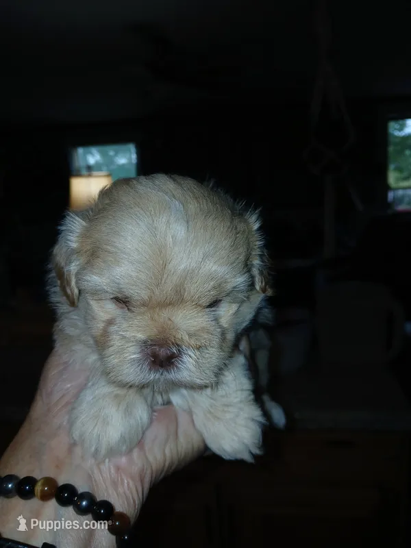 Fred – Mal Shi puppy for sale in Mount Vernon, MO