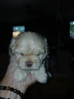 Fred, a male Mal Shi for sale in Mount Vernon, MO – 1 of 2