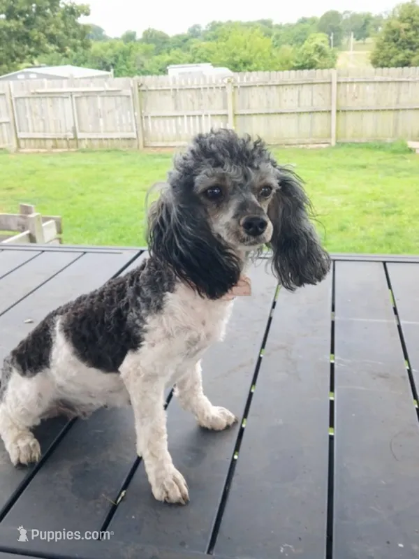 Sassy – Poodle - Toy  puppy for sale in Mount Vernon, MO