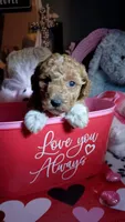Red boy 1 blaze, a male Poodle - Toy  for sale in Mount Vernon, MO – Photo 1 of 2