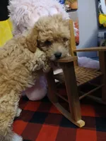 Sissy, a female Maltipoo for sale in Mount Vernon, MO – 3 of 4