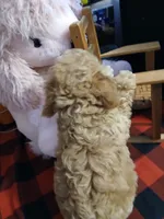Sissy, a female Maltipoo for sale in Mount Vernon, MO – 2 of 4