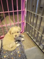 Fred, a male Mal Shi for sale in Mount Vernon, MO – 2 of 2