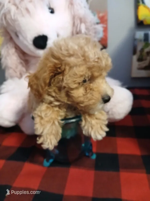 Sissy – Maltipoo puppy for sale in Mount Vernon, MO