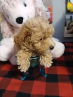 Sissy, a female Maltipoo for sale in Mount Vernon, MO – 1 of 4