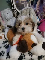 Wags 3.11 lbs, a male Mal Shi for sale in Mount Vernon, MO – 8 of 8
