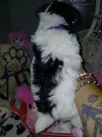 Purple, a female Yorkipoo for sale in Mount Vernon, MO – 3 of 4