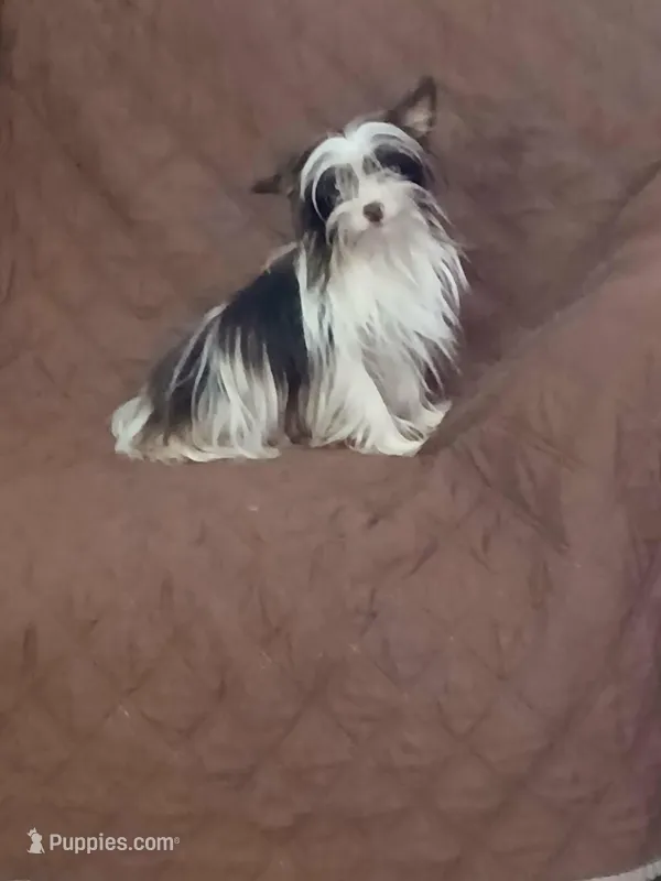 Cocoa 3lbs – Yorkshire Terrier puppy for sale in Mount Vernon, MO