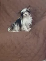 Cocoa 3lbs, a female Yorkshire Terrier for sale in Mount Vernon, MO – 1 of 3