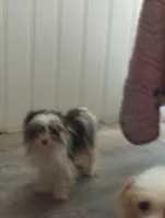 Cocoa 3lbs, a female Yorkshire Terrier for sale in Mount Vernon, MO – 3 of 3