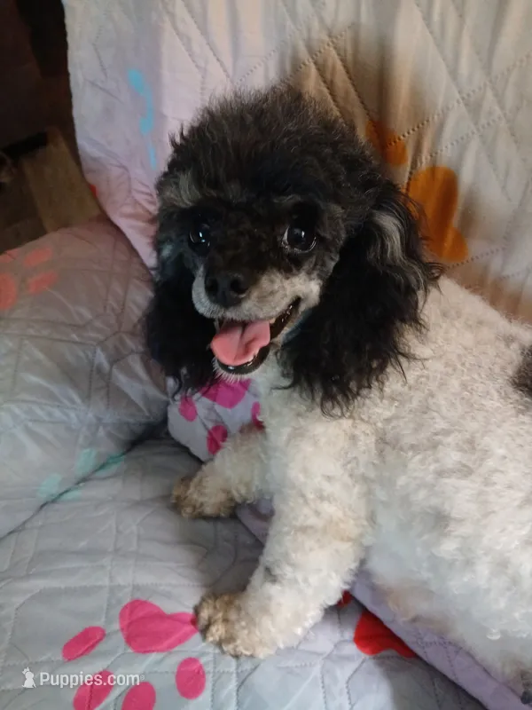 Pixee AKC – Poodle - Toy  puppy for sale in Mount Vernon, MO