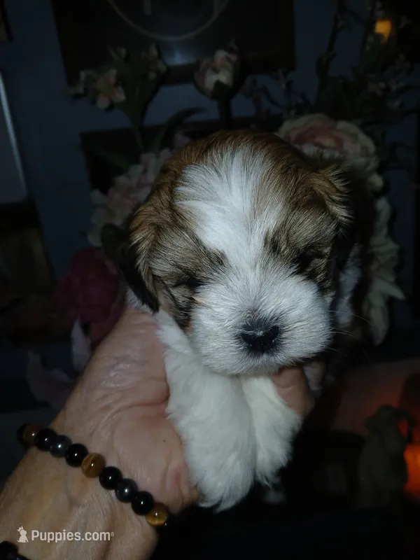 Barney  – Mal Shi puppy for sale in Mount Vernon, MO
