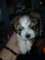 Barney , a male Mal Shi for sale in Mount Vernon, MO – 1 of 3