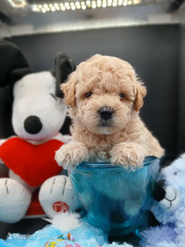 Michael  – Maltipoo puppy for sale in Mount Vernon, MO