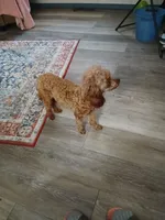 Scarlett companion, a female Poodle - Toy  for sale in Mount Vernon, MO – 2 of 3