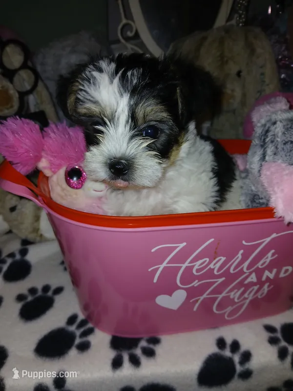 Purple – Yorkipoo puppy for sale in Mount Vernon, MO