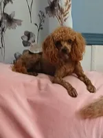 Boomer neutered , a male Poodle - Toy  for sale in Mount Vernon, MO – 2 of 2