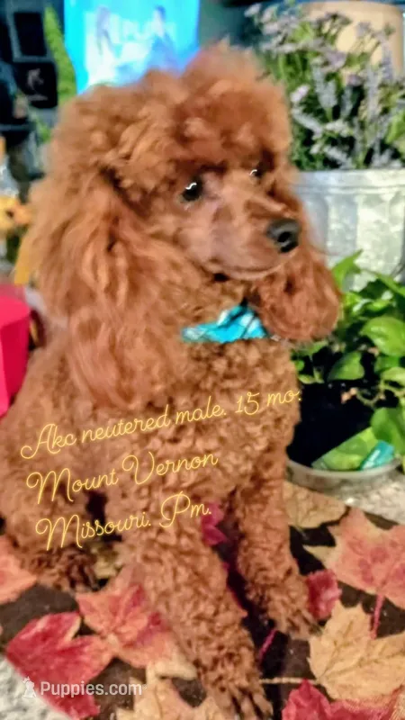 Boomer neutered  – Poodle - Toy  puppy for sale in Mount Vernon, MO