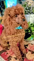Boomer neutered , a male Poodle - Toy  for sale in Mount Vernon, MO – 1 of 2