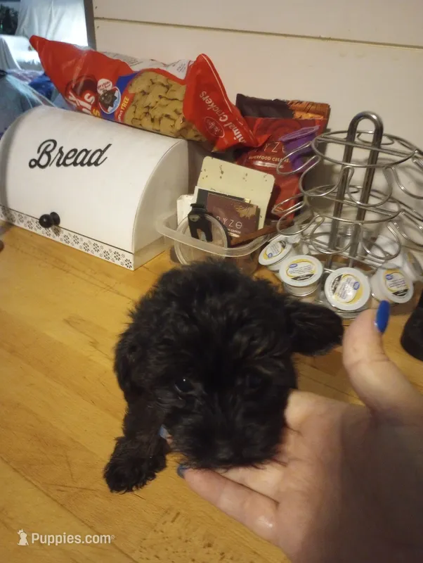 Morkiepoo – Morkie puppy for sale in Mount Vernon, MO
