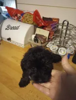 Morkiepoo, a male Morkie for sale in Mount Vernon, MO – 1 of 3
