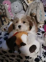 Wags 3.11 lbs, a male Mal Shi for sale in Mount Vernon, MO – 6 of 8