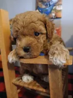 Robert , a male Maltipoo for sale in Mount Vernon, MO – 4 of 4