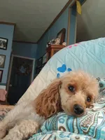 Macee, a female Maltipoo for sale in Mount Vernon, MO – 2 of 3