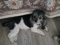 Sassy  companion home, a female Poodle - Toy  for sale in Mount Vernon, MO – 3 of 3