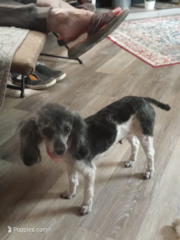 Sassy – Poodle - Toy  puppy for sale in Mount Vernon, MO