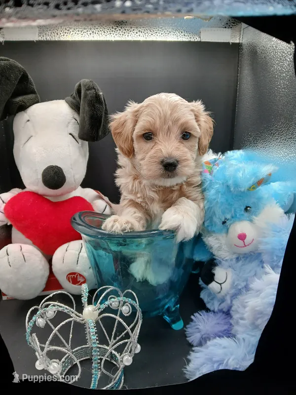 Patrick – Maltipoo puppy for sale in Mount Vernon, MO