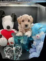 Patrick , a male Maltipoo for sale in Mount Vernon, MO – 3 of 3