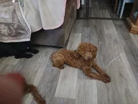Hotshot, a male Poodle - Miniature  for sale in Mount Vernon, MO – 3 of 4
